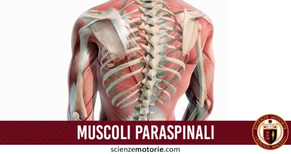 muscoli paraspinali