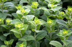 Menta Piperita: cos'è e quali sono i benefici