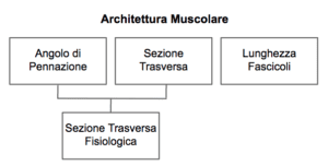 allenamento eccentrico della forza