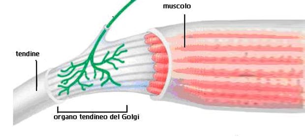 Recettori del Golgi