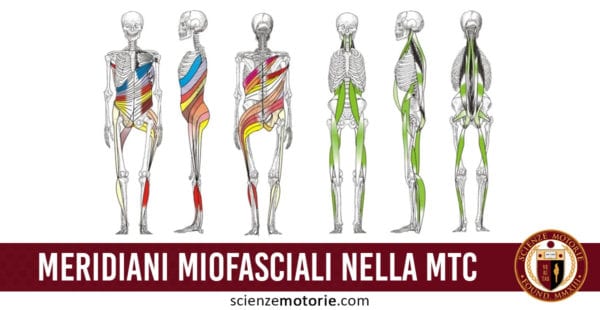 meridiani miofasciali