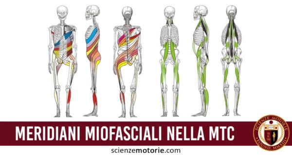 meridiani miofasciali