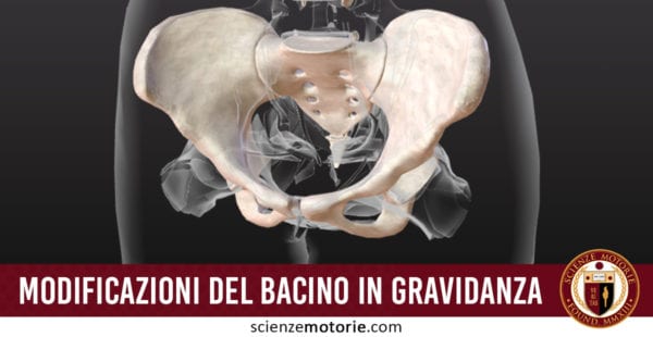 modificazioni del bacino in gravidanza