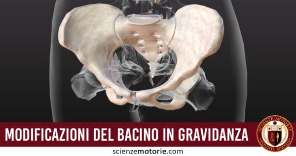 modificazioni del bacino in gravidanza