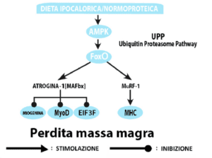 Strategie di Dimagrimento