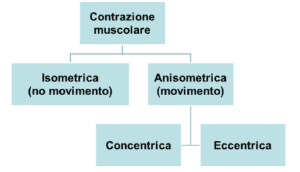 Regimi di contrazione muscolare
