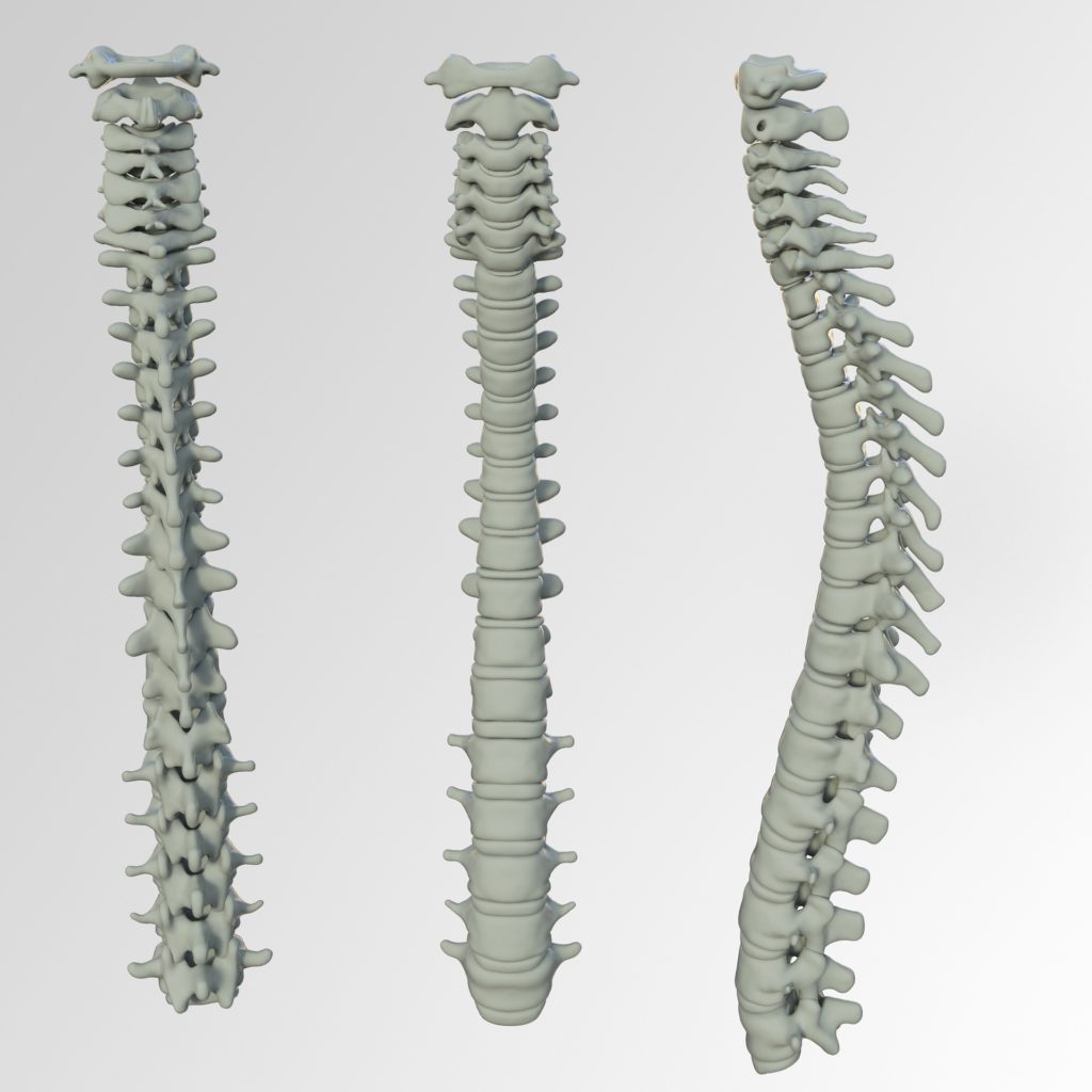 colonna vertebrale