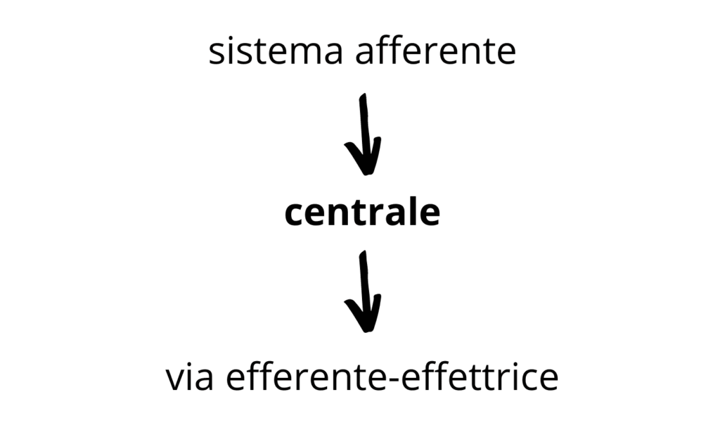 sistema tonico posturale in sintesi