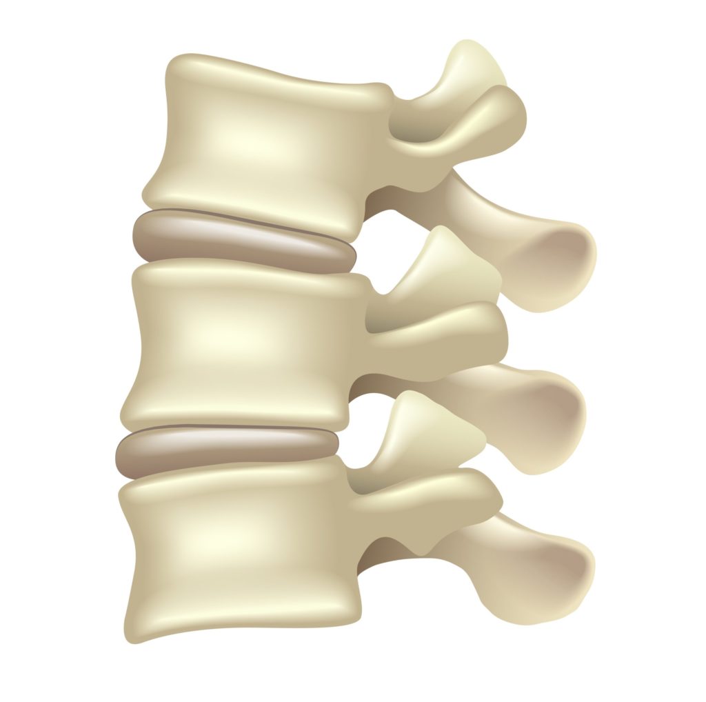 colonna vertebrale