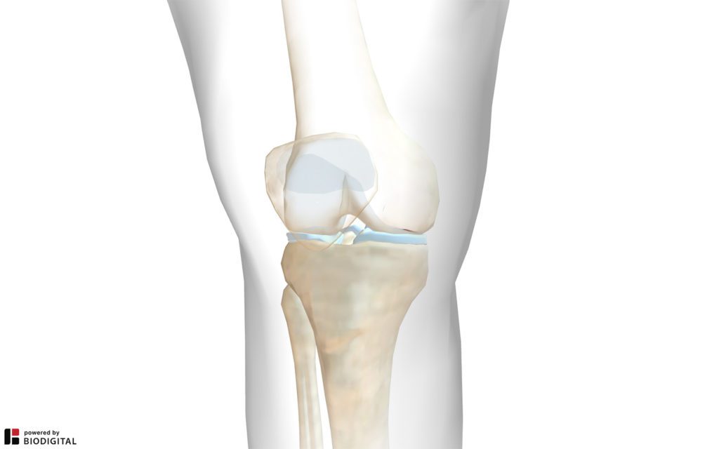 anatomia del ginocchio
