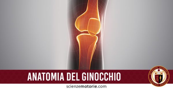 anatomia del ginocchio