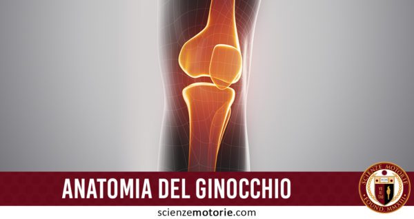 anatomia del ginocchio