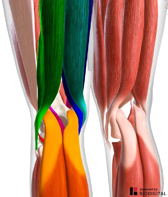 muscoli flessori ginocchio
