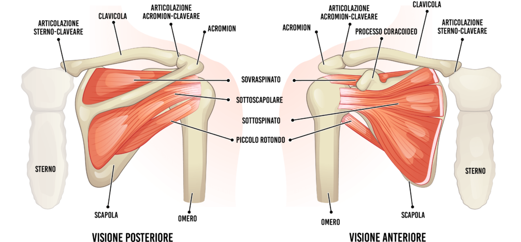 Spalla - Anatomia