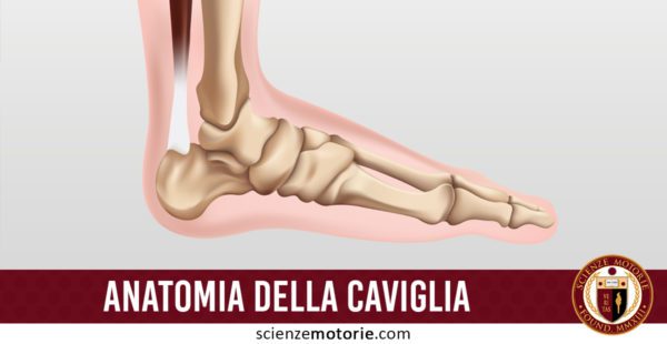 anatomia caviglia