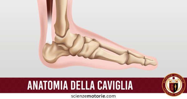 anatomia caviglia