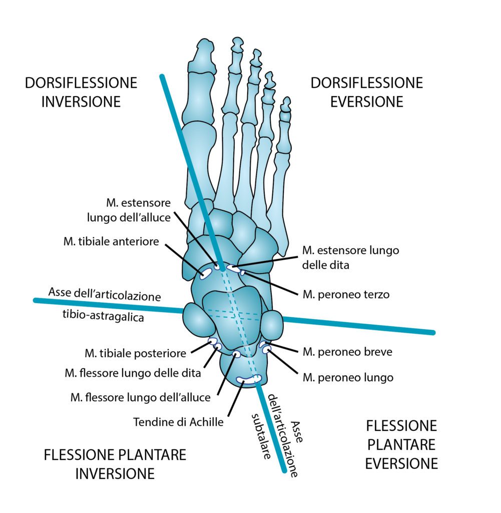 anatomia della caviglia