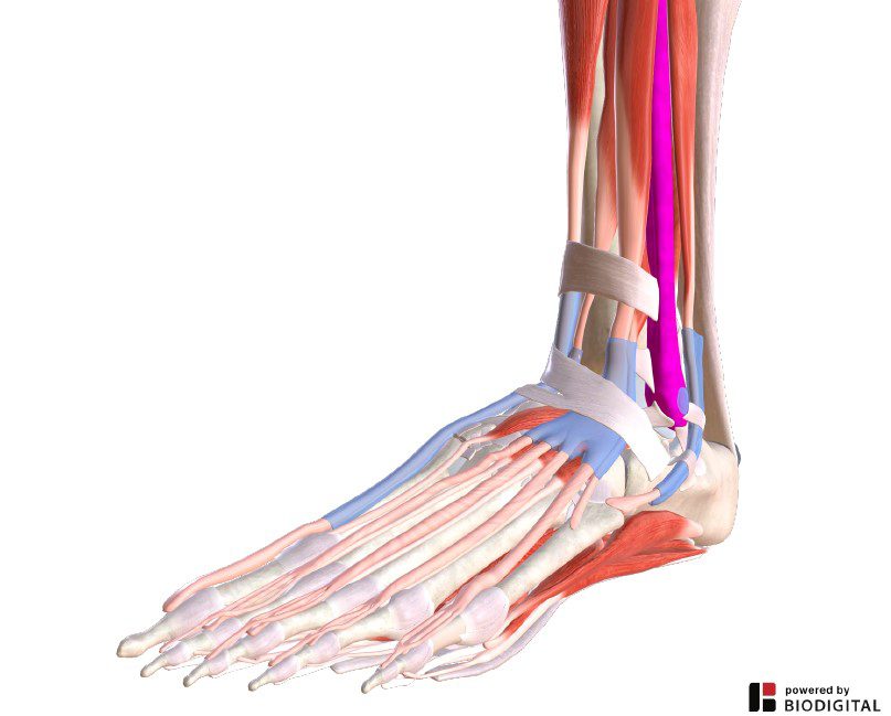 anatomia-della-caviglia