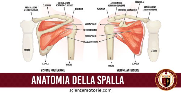 anatomia della spalla