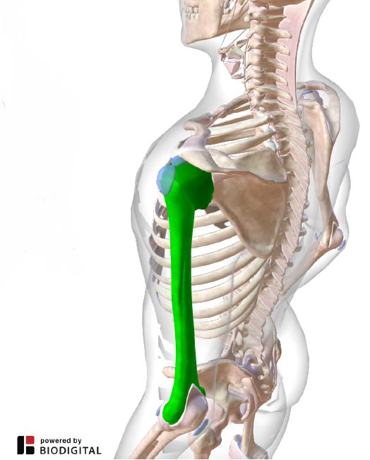 anatomia della spalla - articolazione gleno-omerale