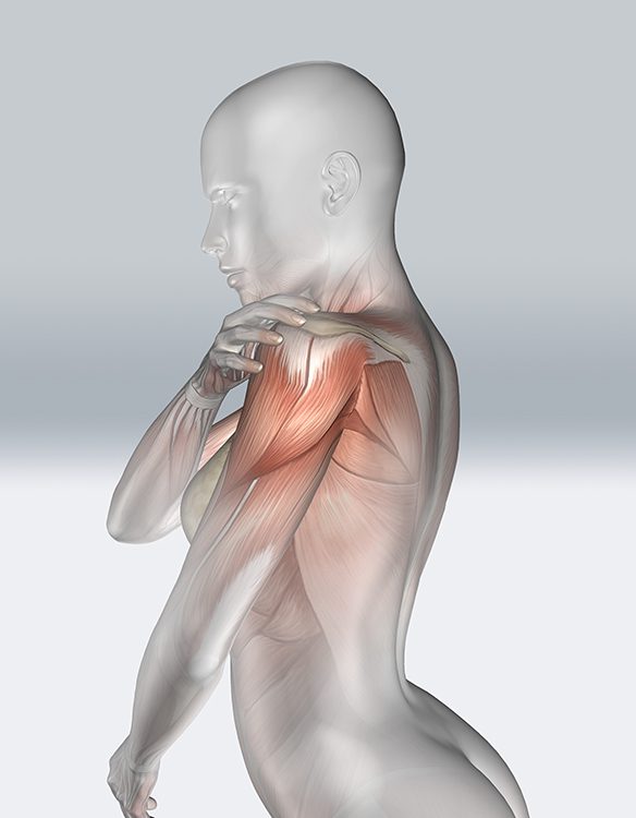 anatomia-della-spalla-articolazione-scapolo-toracica