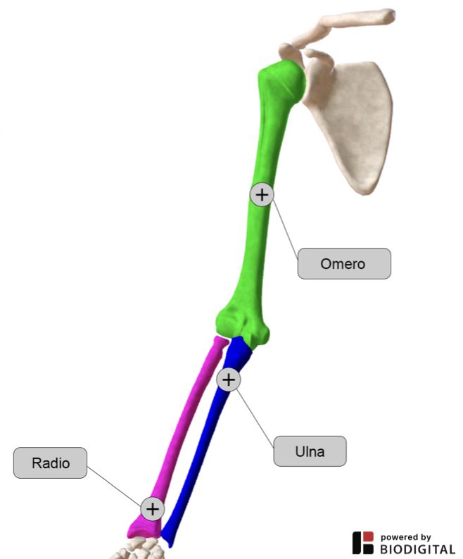 anatomia gomito