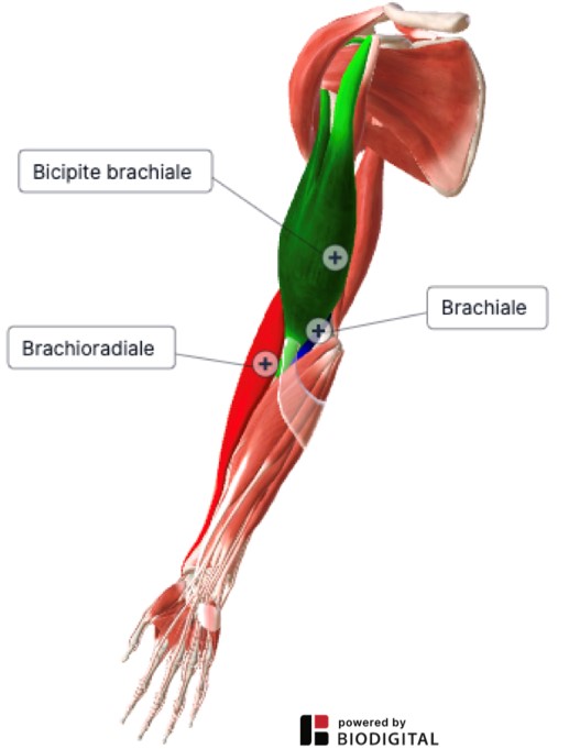 muscolo anteriore gomito