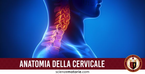 anatomia-della-cervicale