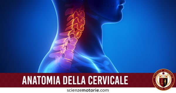 anatomia-della-cervicale