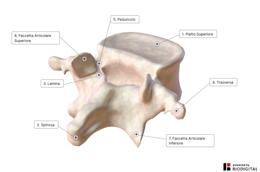 anatomia della cervicale