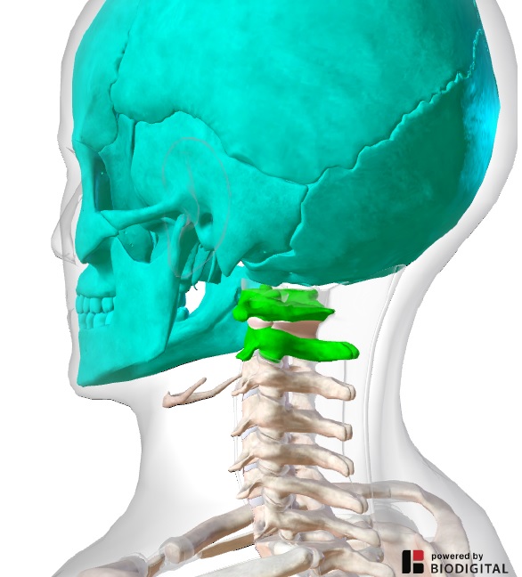 cervicale anatomia