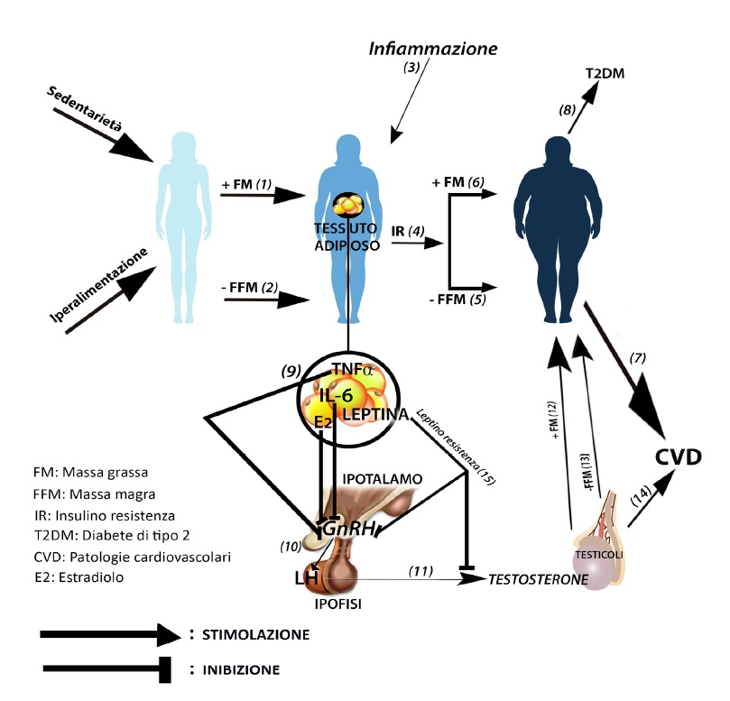 cluster di alterazioni metaboliche