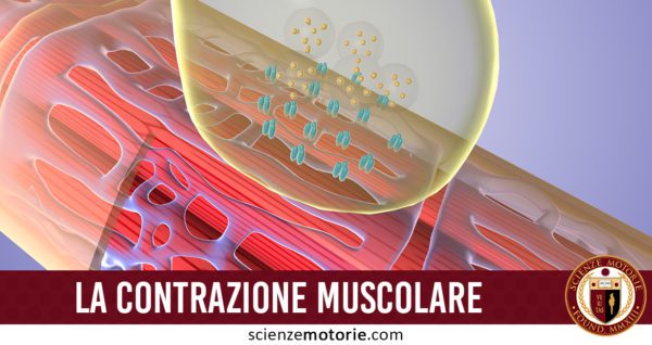 contrazione muscolare