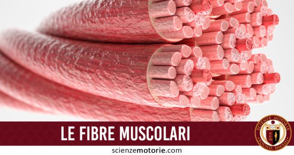 le fibre muscolari