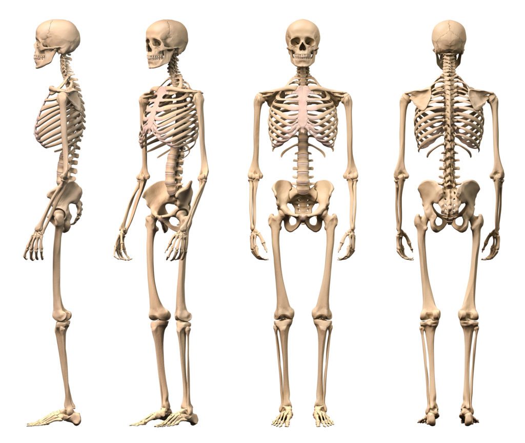 maturità scheletrica