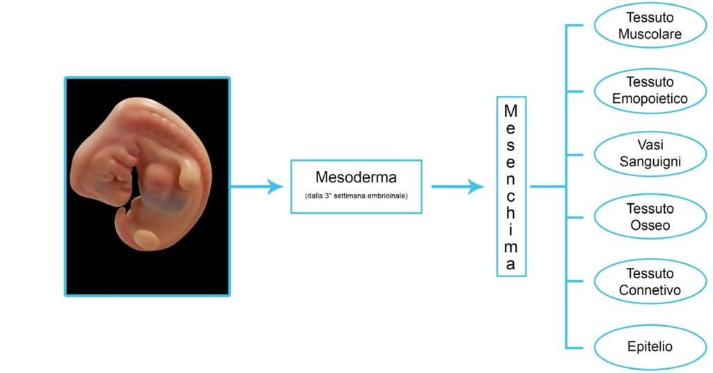 mesoderma