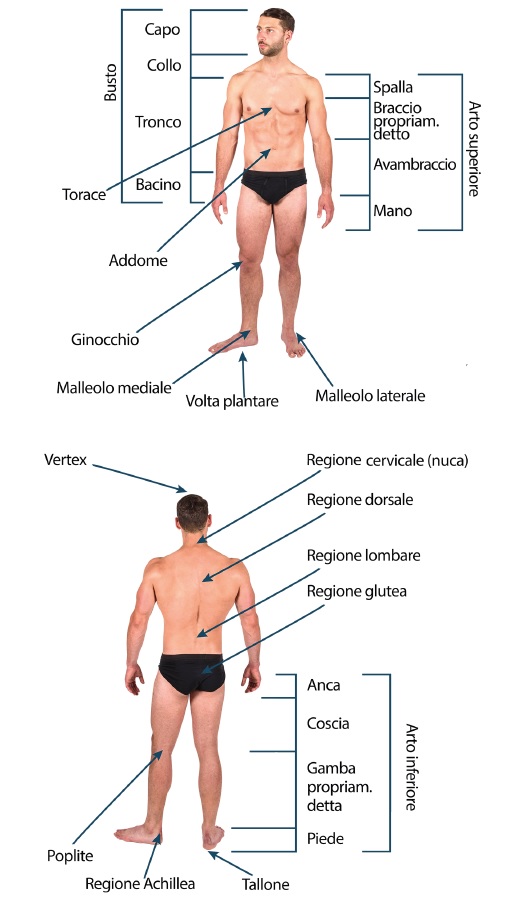 nomenclatura del corpo umano