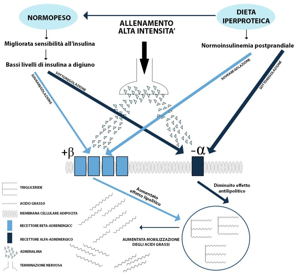 recettori beta adrenergici