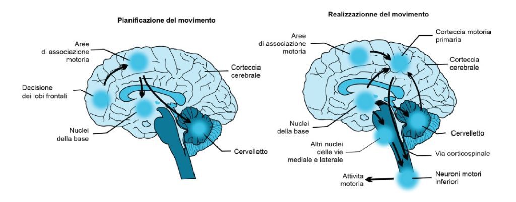 schematizzazione aree cerebrali