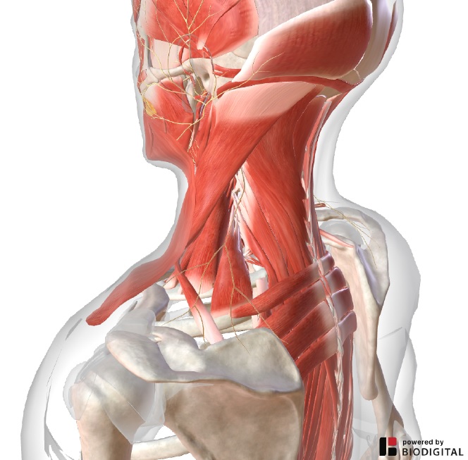 stabilità attiva cervicale