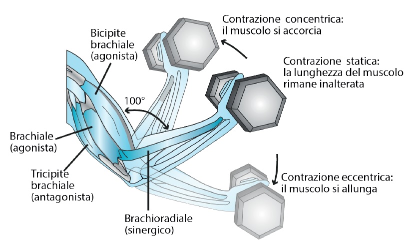 tipologie di contrazione muscolare