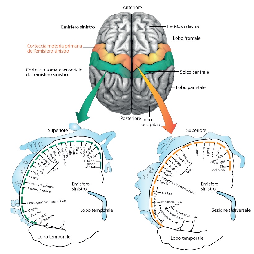 Mappe somatotopiche