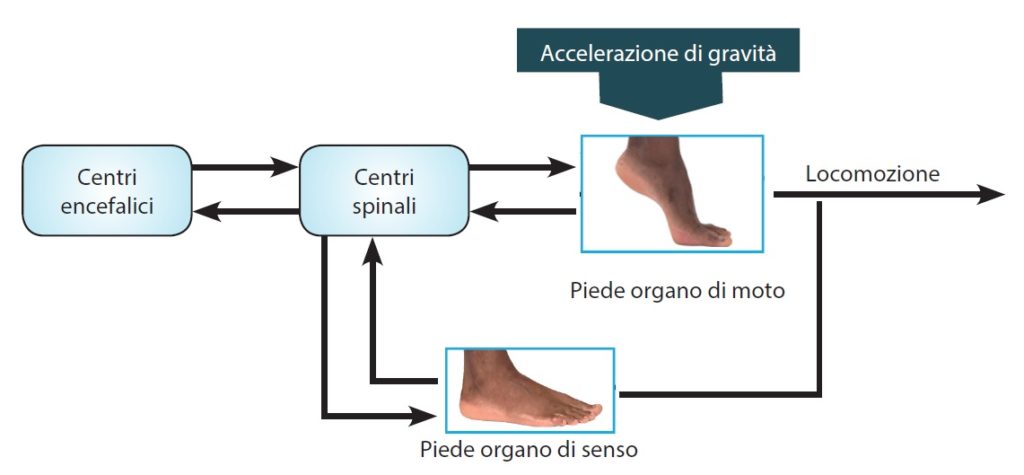 Rappresentazione ciclica del piede
