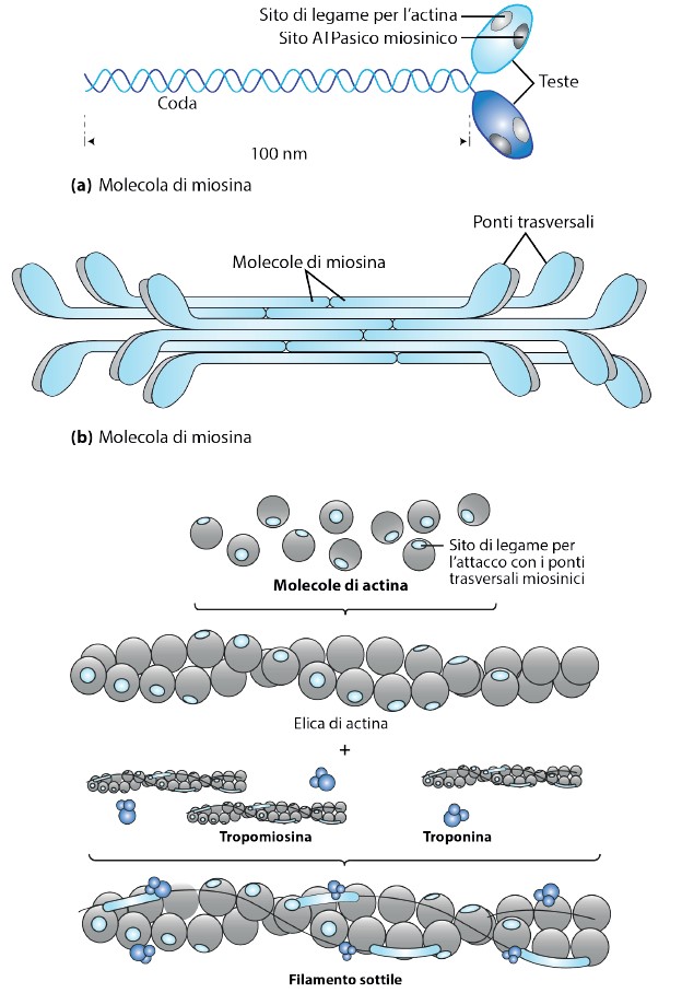 Struttura della miosina
