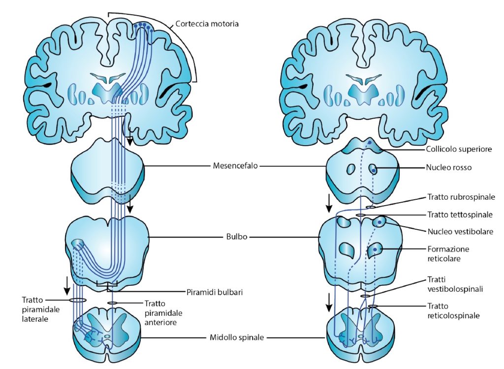 Tratti piramidali ed extrapiramidali