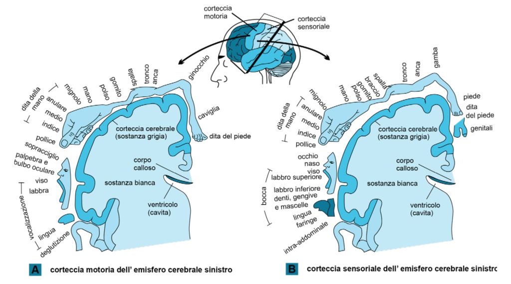 rappresentazione delle aree motorie sensitive