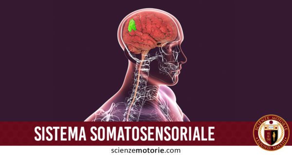 sistema somatosensoriale