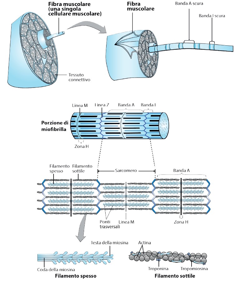 struttura del sarcomero muscolare