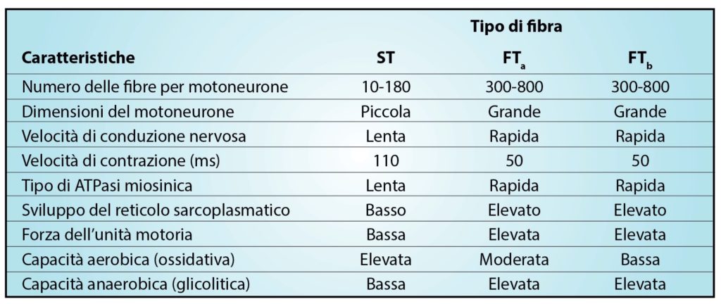 Caratteristiche strutturali e funzionali del muscolo scheletrico