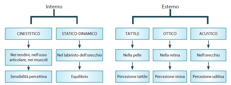 Classificazione degli analizzatori sensoriali